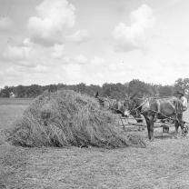 A stack of hemp that looks like straw and some mules in old-fashioned black and white photo