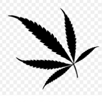 Marijuana leaf