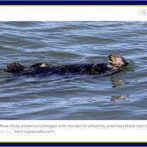 Otter floating on its back