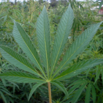 Marijuana leaf