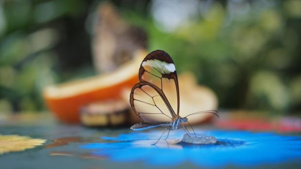 A transparent butterfly