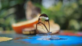 A transparent butterfly
